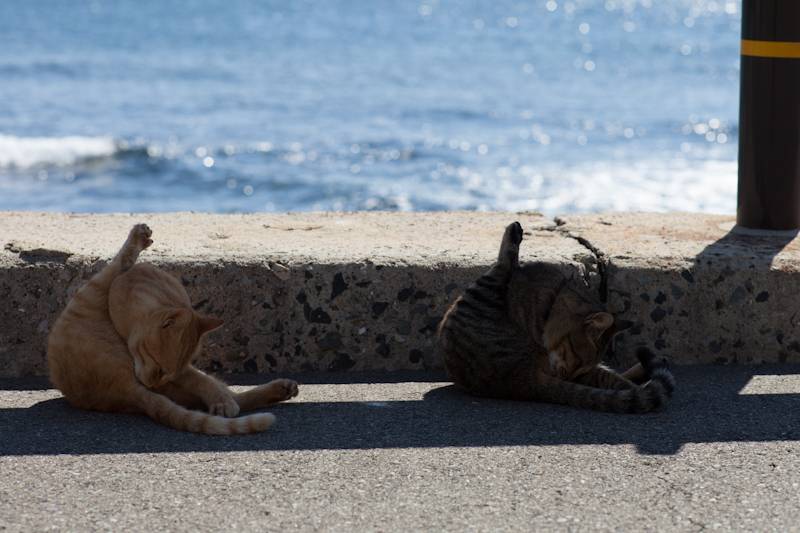 Uma ilha dominada por gatos