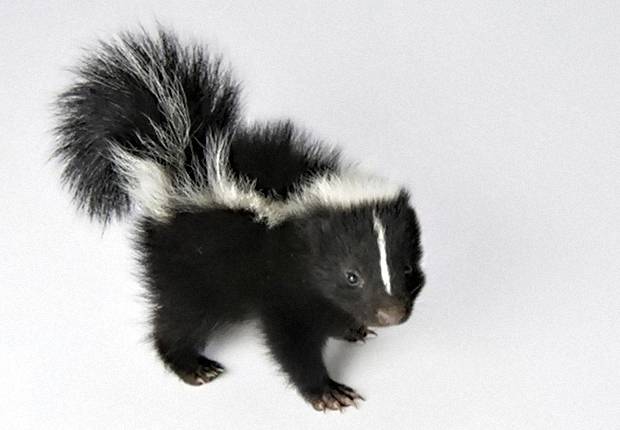 5 superpoderes do mundo animal