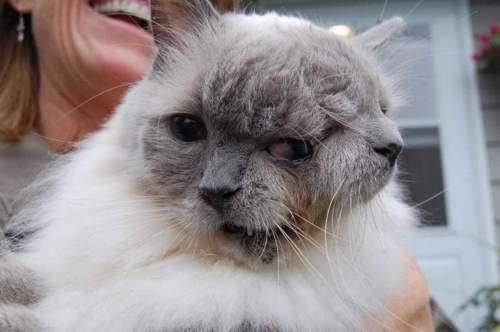 Gato de três olhos, duas bocas e dois narizes entra para o Guinness Book