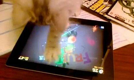 Gato faz 128 pontos no Fruit Ninja