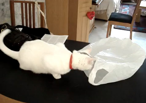 De curiosidade morreu o gato