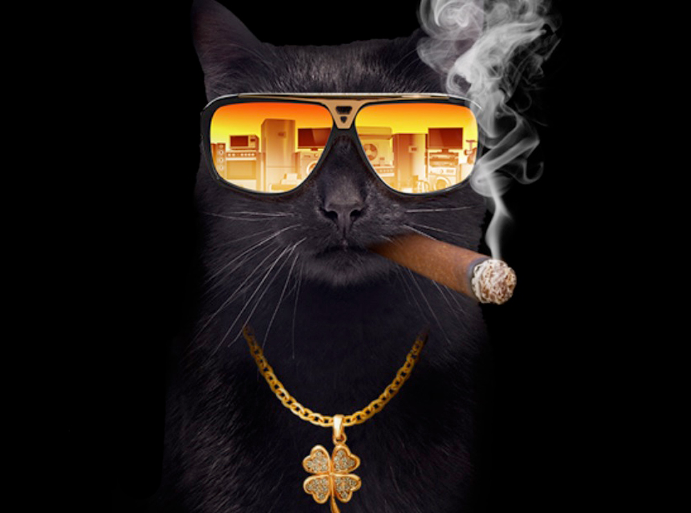 VÍDEO: “Gato preto mais sortudo do mundo” já ganhou 18 concursos