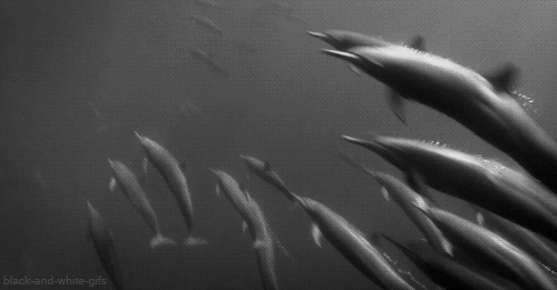 Milhares de golfinhos são vistos se afastando da costa de San Diego