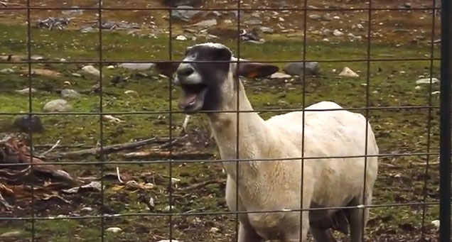 Se sua ovelha não grita não tente calar a minha