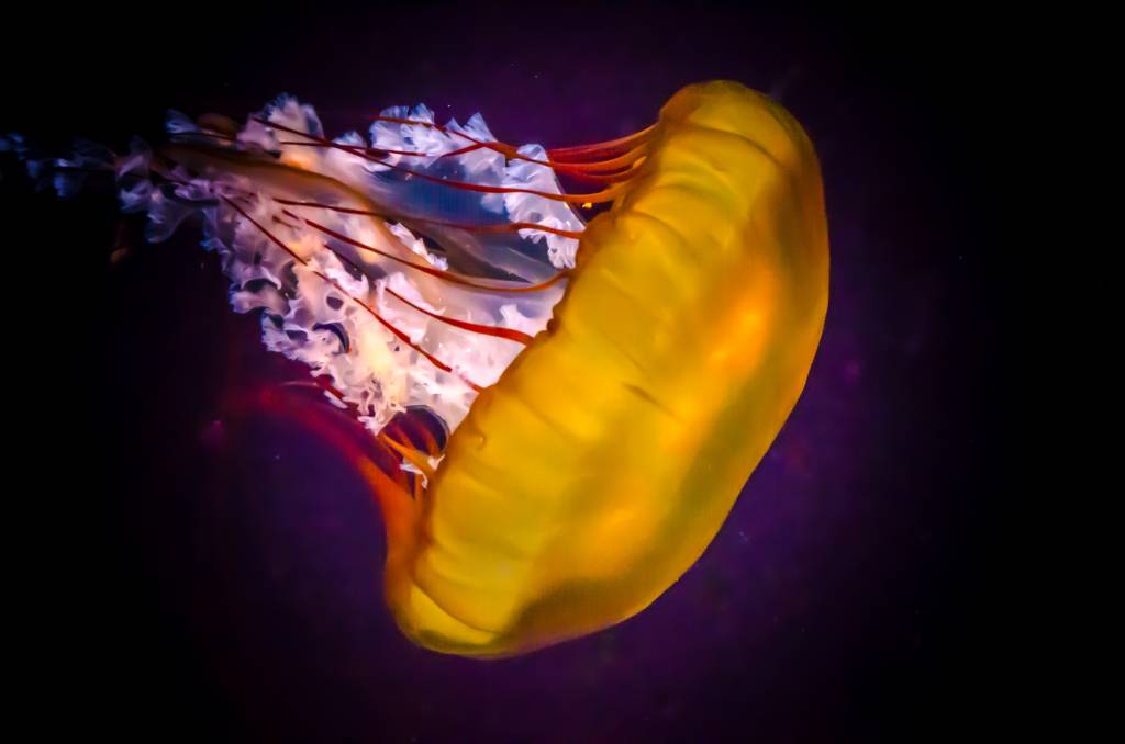 Por que a água-viva queima?