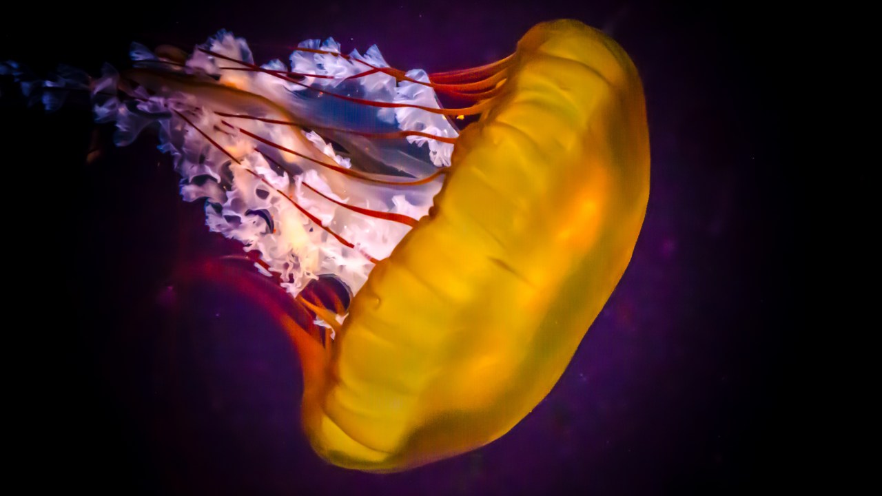 Colorful Jellyfish
