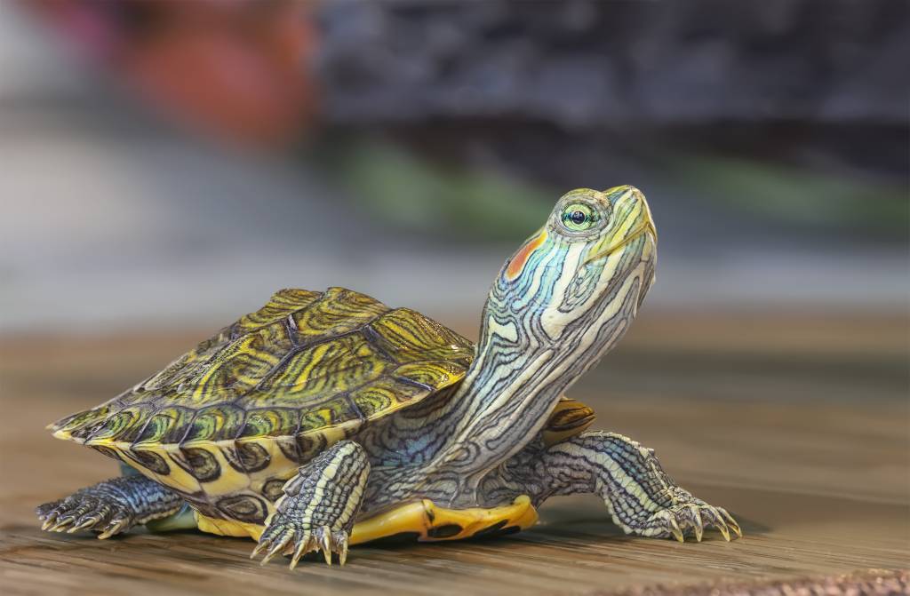 Quem é mais lento: a tartaruga, a lesma ou o caramujo?