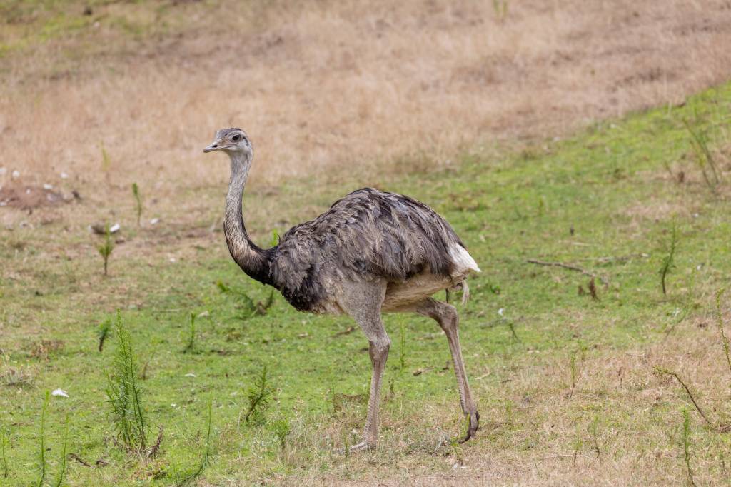 É verdade que as emas comem de tudo, inclusive metais?