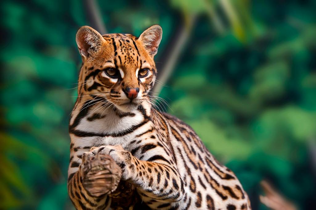 Qual felino é o melhor caçador?