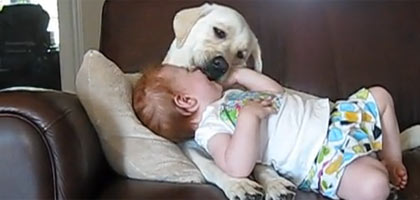 Cachorro trata bebê como seu filhote