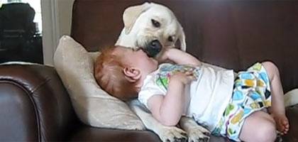 Cachorro trata bebê como seu filhote