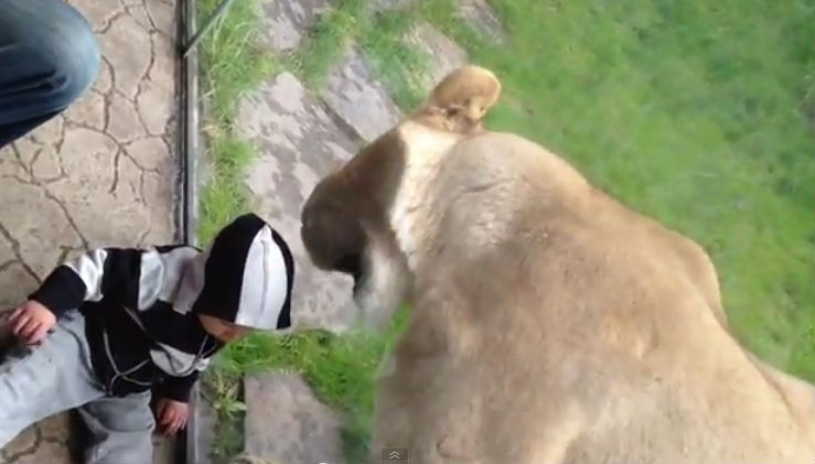 Leão faminto tenta comer criança