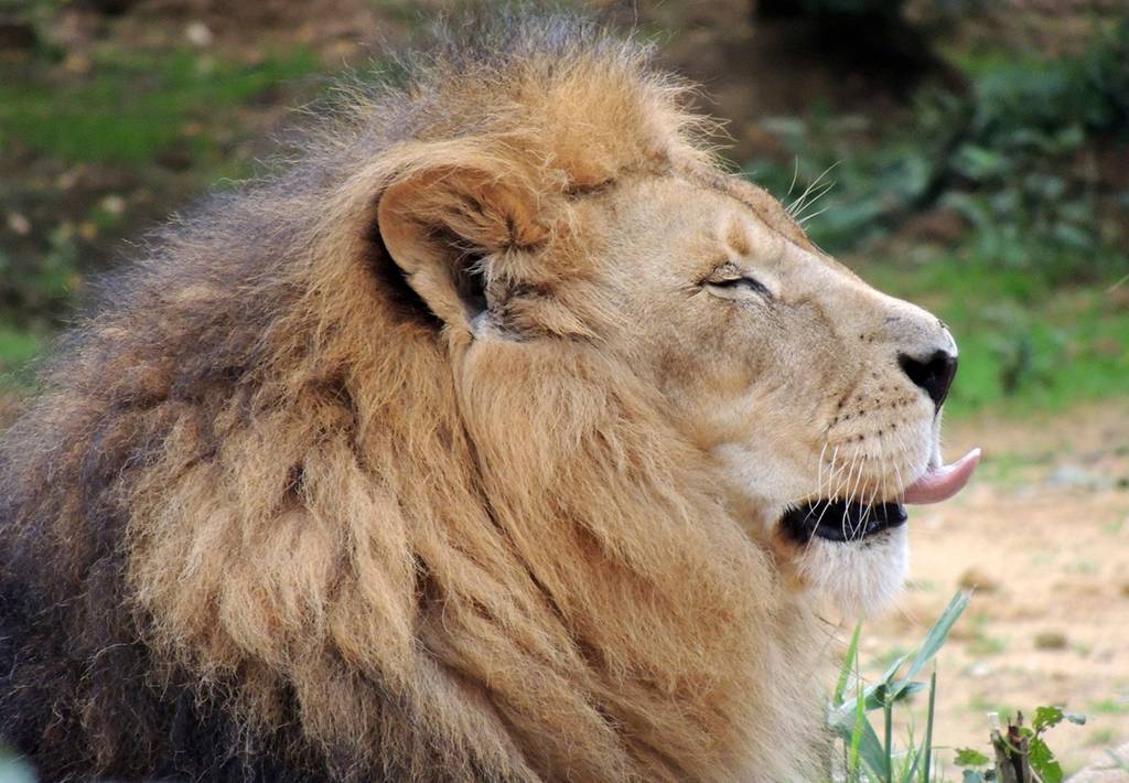 Quais são os animais que mais fazem sexo?