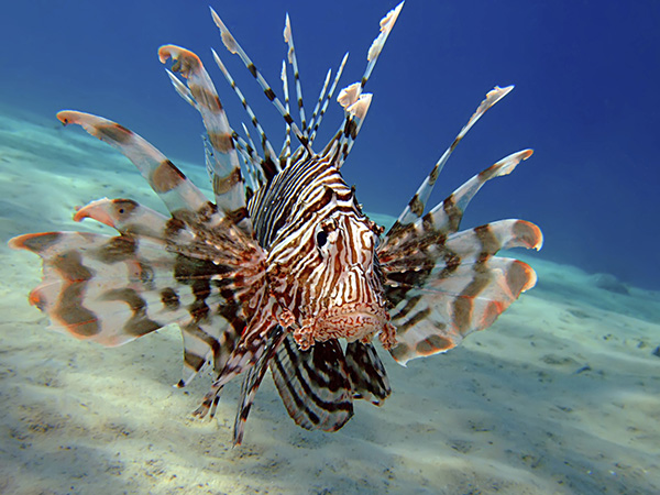 lion-fish-correto