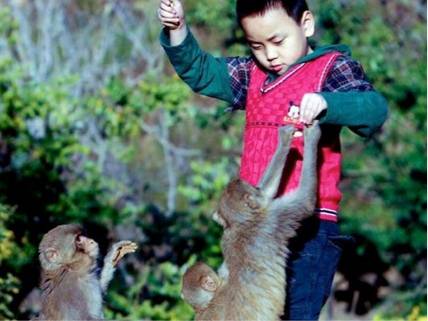 Macacos dominam vilarejo na China