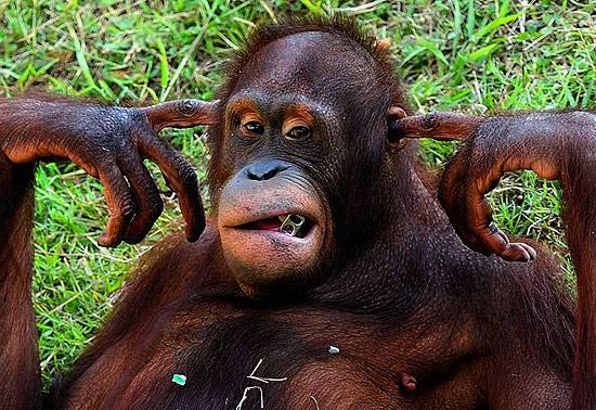 Macaco tapa os ouvidos para não ouvir visitantes de zoológico