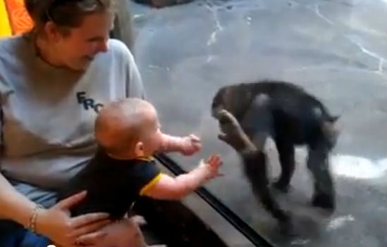 Como fazer amigos e influenciar… Macacos