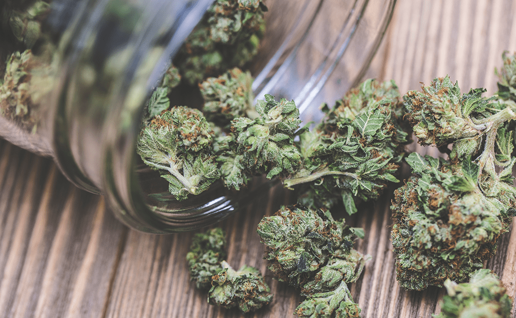 Novo estudo diz que maconha medicinal não funciona para dor crônica