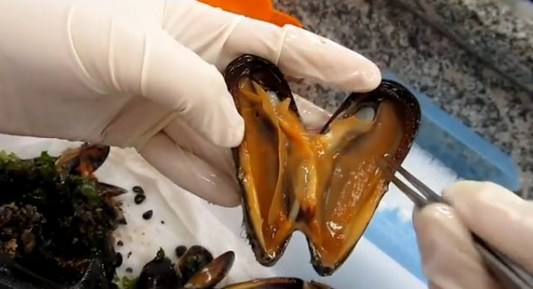 “Ajudando a ciência” ou “Como ter uma proteína com o seu nome”