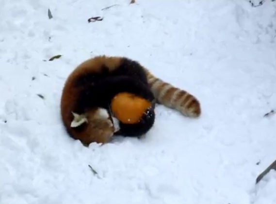 Campanha contra as embalagens difíceis de abrir