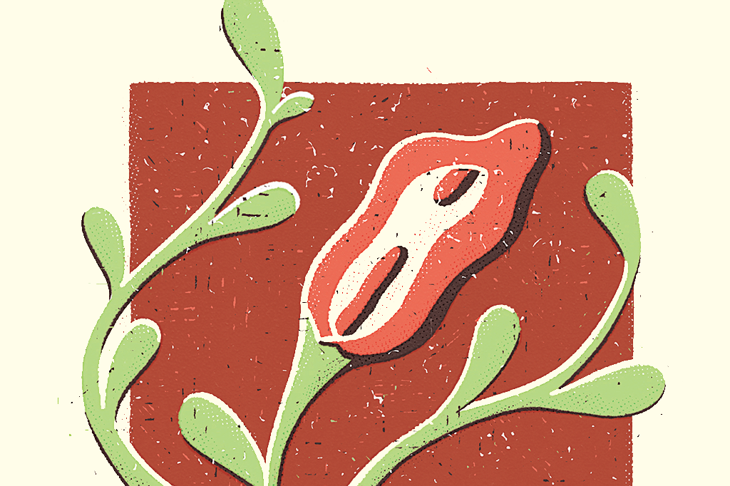 Não existe vagina “normal”