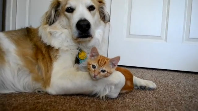 Descobrimos a origem da expressão “o gato comeu sua língua?”