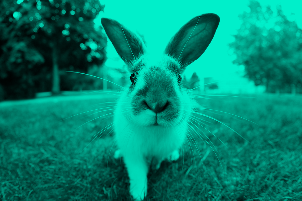 Cérebros sob medida para a fofura