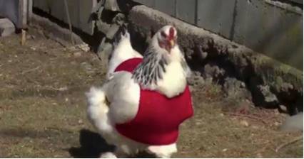 Suéteres aumentam produção de ovos de galinhas
