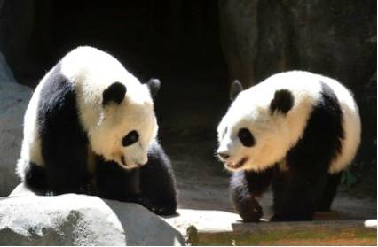 Pandas americanos não entendem chinês e têm dificuldade em se adaptar