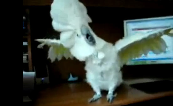 Papagaio death metal: surge uma estrela