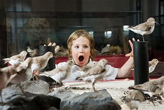 Pássaros voam até a Índia para cometer suicídio em massa