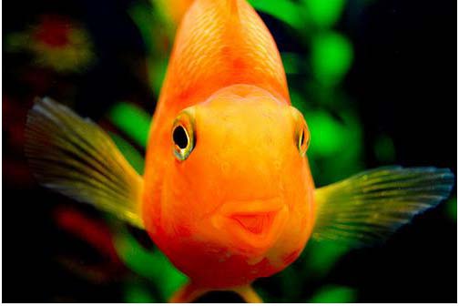 Cearense morre engasgado brincando com peixe entre os dentes