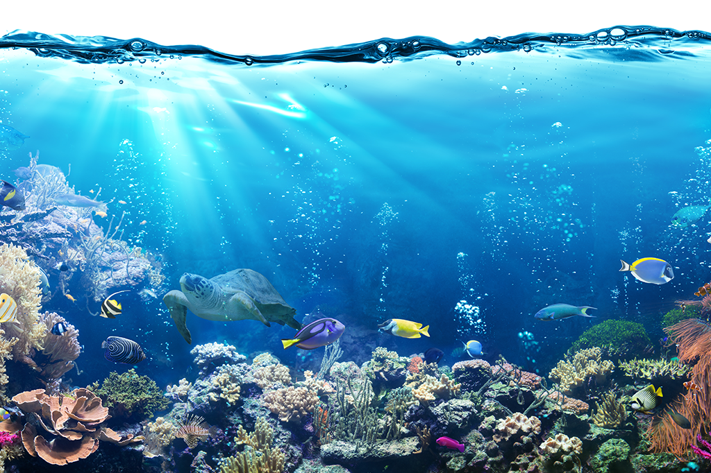 Os peixes bebem água?