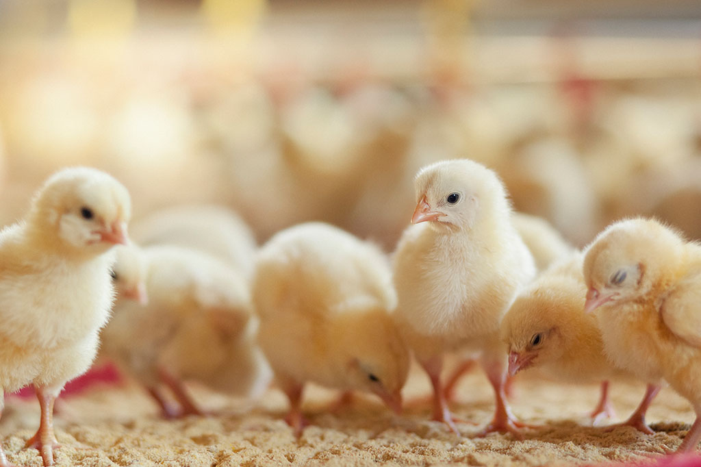 Se a galinha faz “cocoricó”, por que o pintinho faz “piu”?