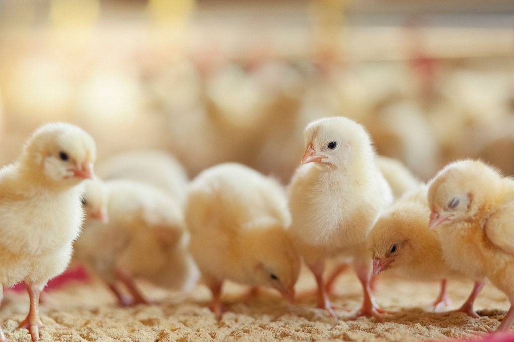 Se a galinha faz “cocoricó”, por que o pintinho faz “piu”?