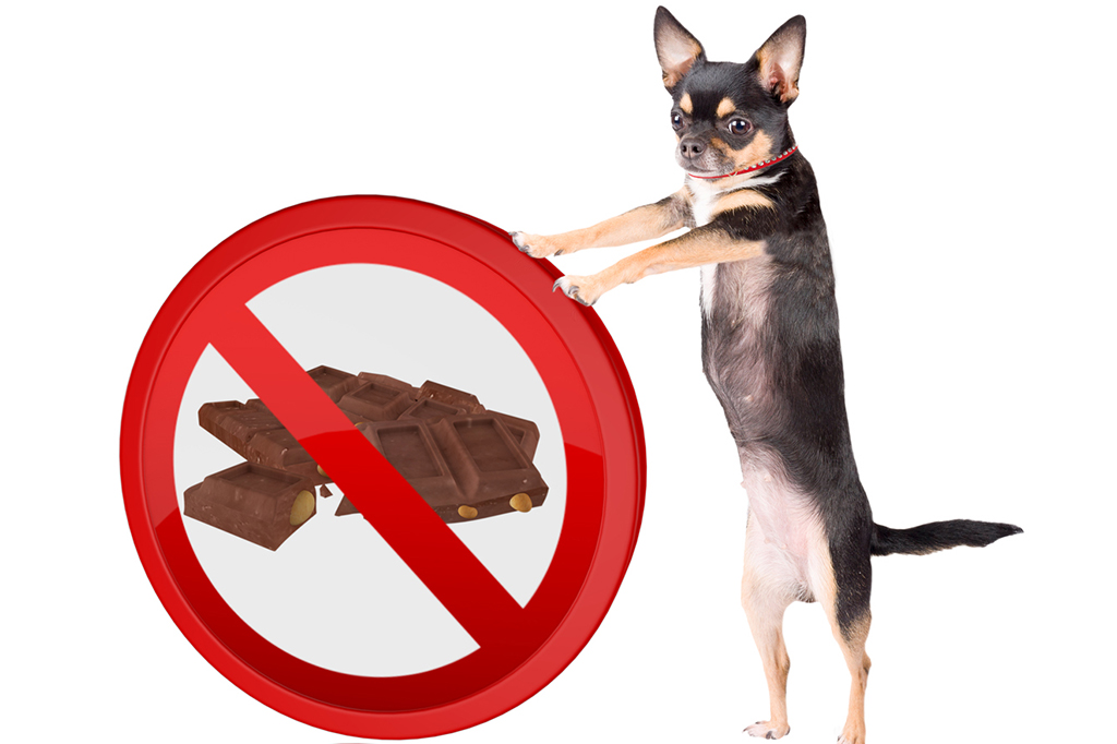 Por que cachorros não podem comer chocolate?
