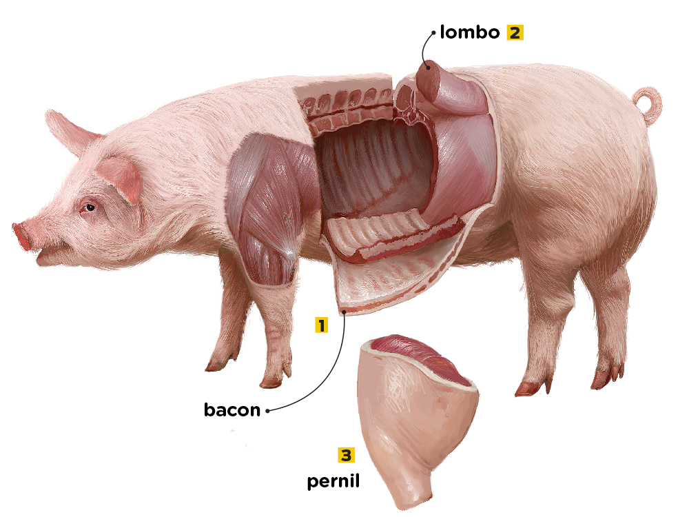 De que parte dos animais vêm as carnes que comemos?