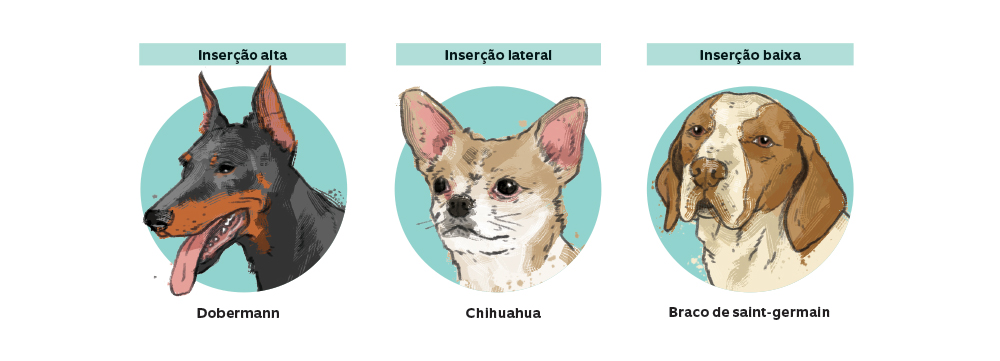 Por que alguns c&atilde;es t&ecirc;m orelhas r&iacute;gidas e outros orelhas ca&iacute;das?