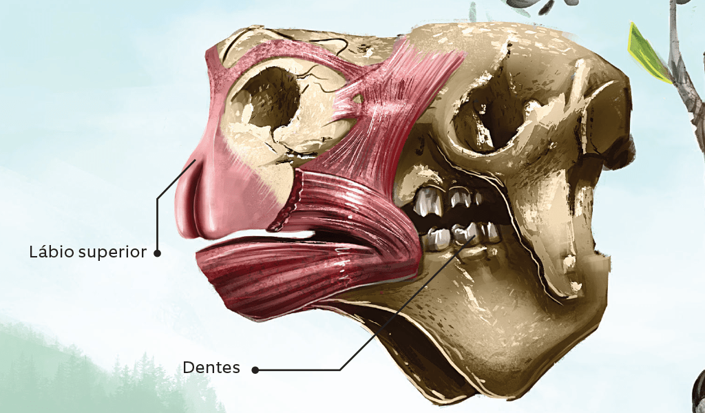 Como era a anatomia de uma preguiça gigante?