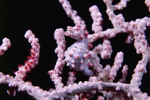 pygmy_seahorse