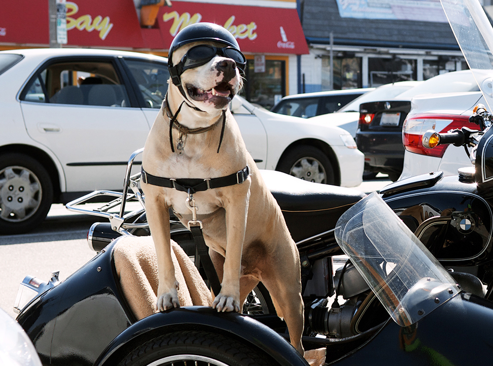 Cachorro precisa dar uma paradinha durante viagem de moto