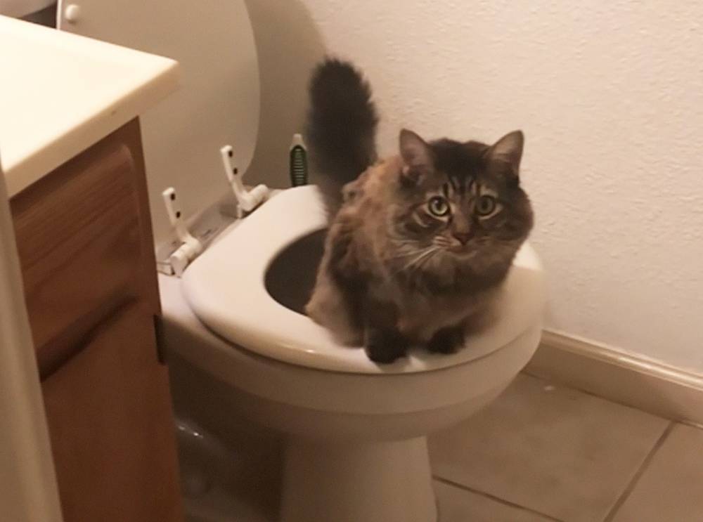 Entenda por que gatos conseguem usar privadas como humanos