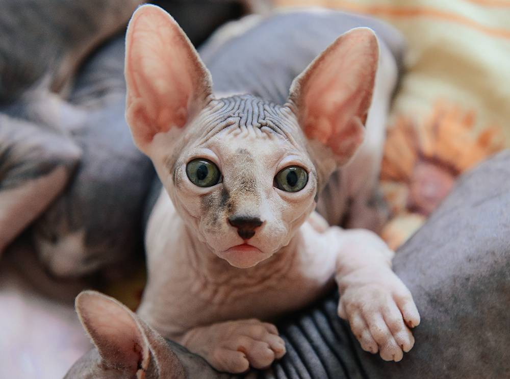Conheça o gato sem pelos que divide a internet