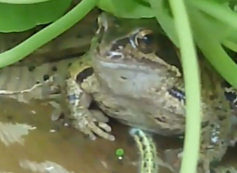 Lagarta suicida: só os fortes aguentarão