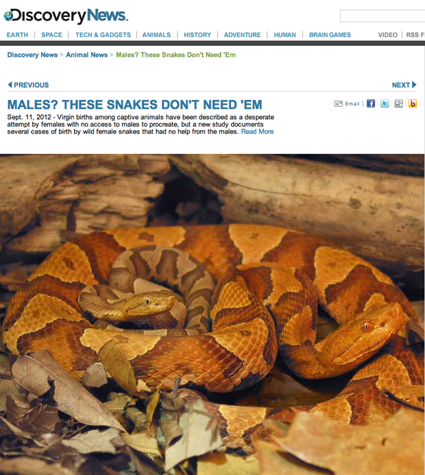 Mães solteiras e virgens – Cobras selvagens têm filhos sem fecundação de machos