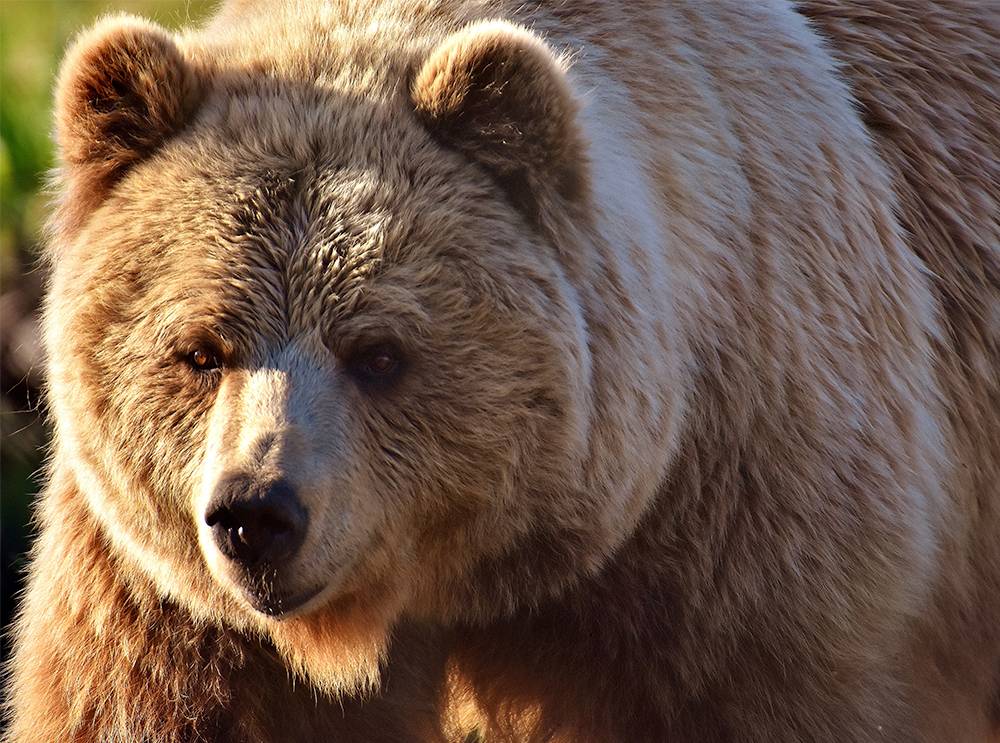 Urso invade cabana na Sibéria e rouba armas de caçador