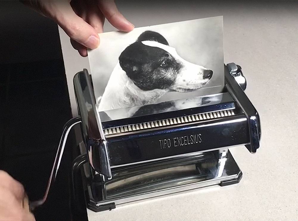 Fragmentadora de papel cria o milagre da multiplicação de cães