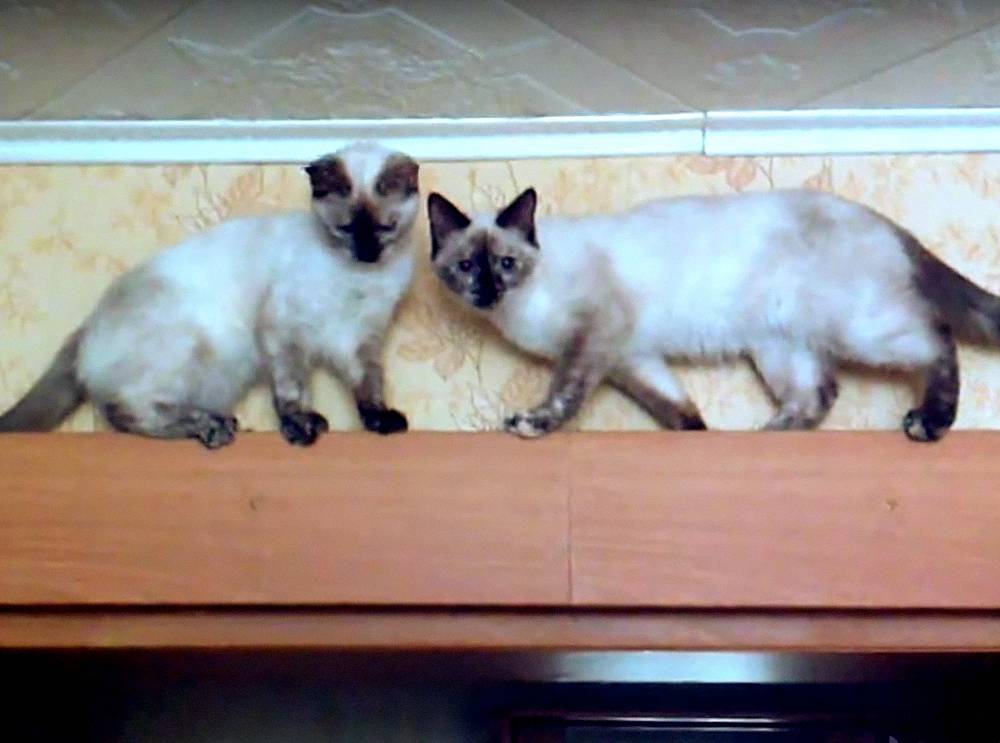 Gatos conseguem ocupar o mesmo espaço ao mesmo tempo?