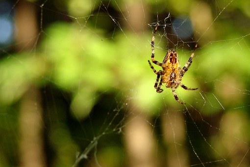 Aranhas poderiam comer todos os seres humanos do planeta