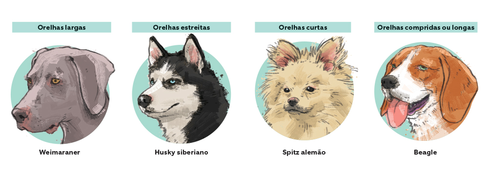 Por que alguns c&atilde;es t&ecirc;m orelhas r&iacute;gidas e outros orelhas ca&iacute;das?